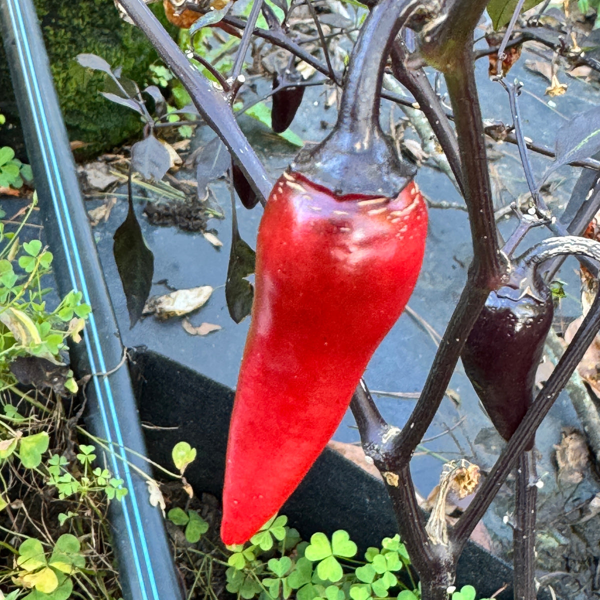 Count Dracula - Seeds