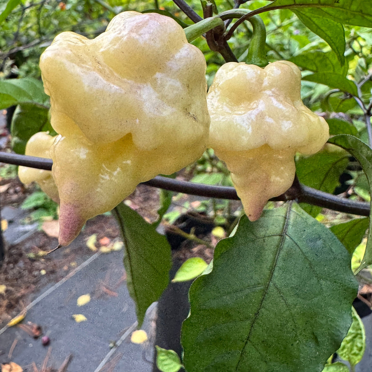 Jay’s × Pink × Reaper Lemon - Seeds