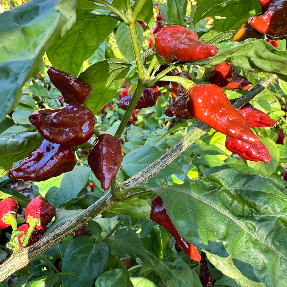 Little Bhut Jolokia Chocolate - Seeds