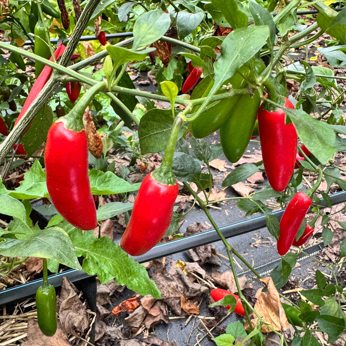 Sriracha - Spicy Red - Seeds