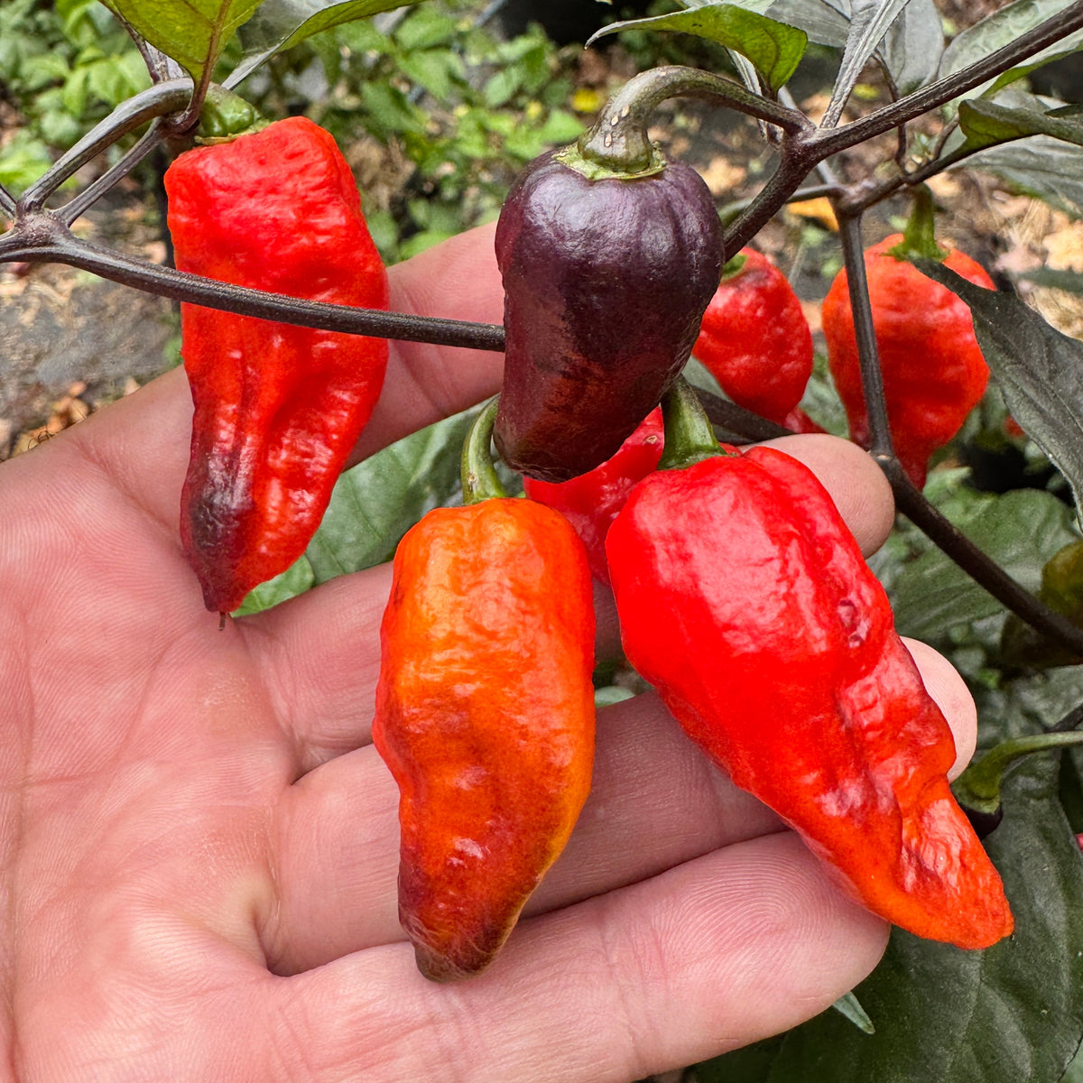 Thanos - Red - Seeds