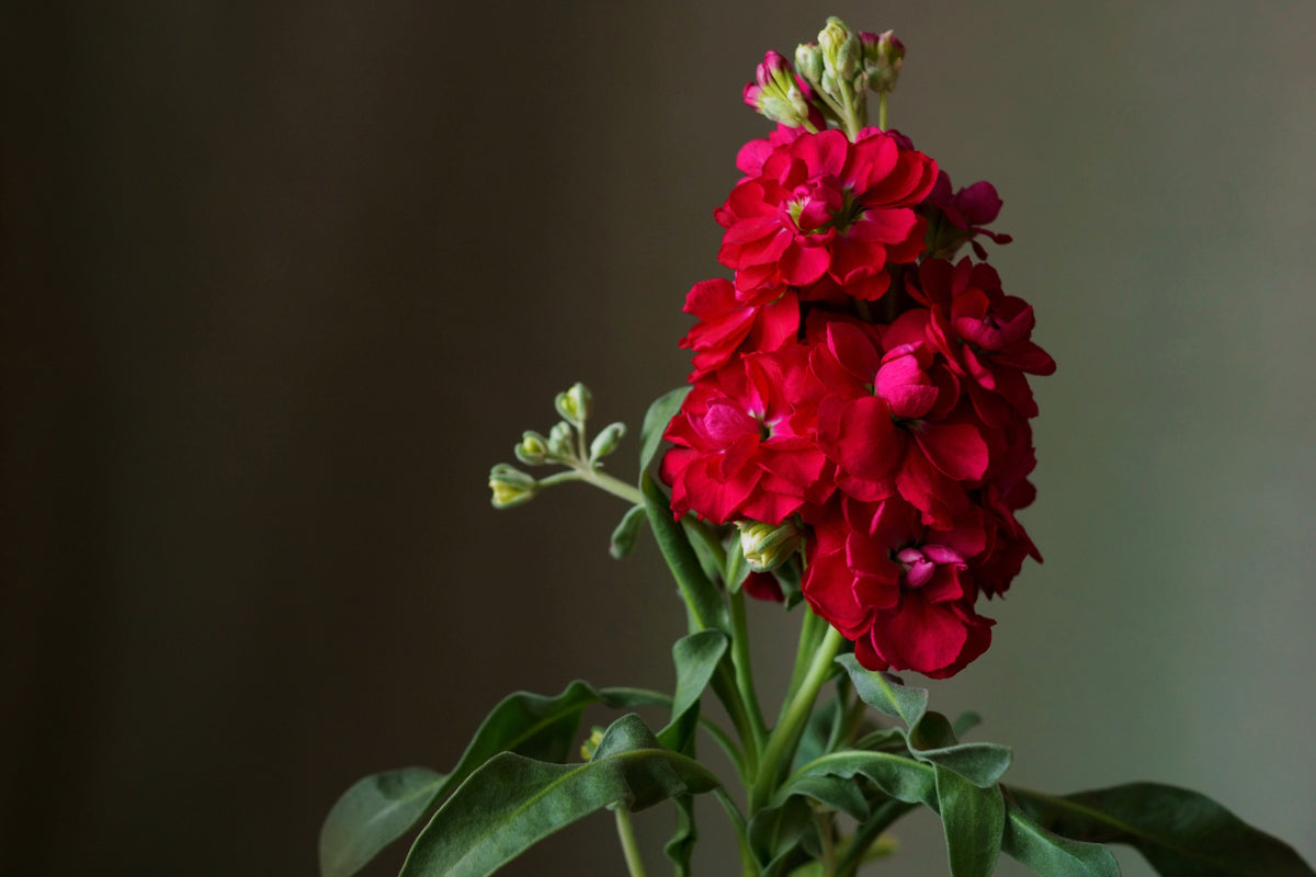 50 Crimson RED STOCK Matthiola Incana Ten-Week Gillyflower Seeds