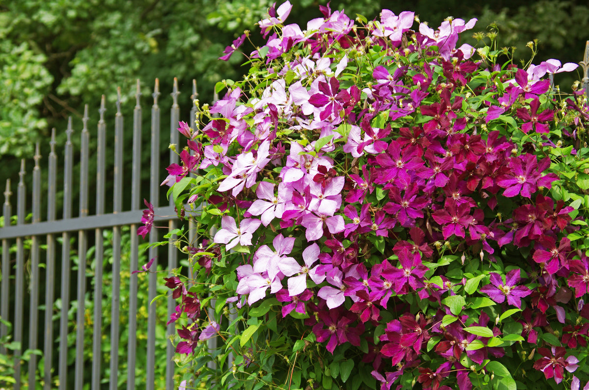 10 MIXED HYBRID CLEMATIS Hybrida Red Purple Pink Blue Bicolor Flower Vine Seeds