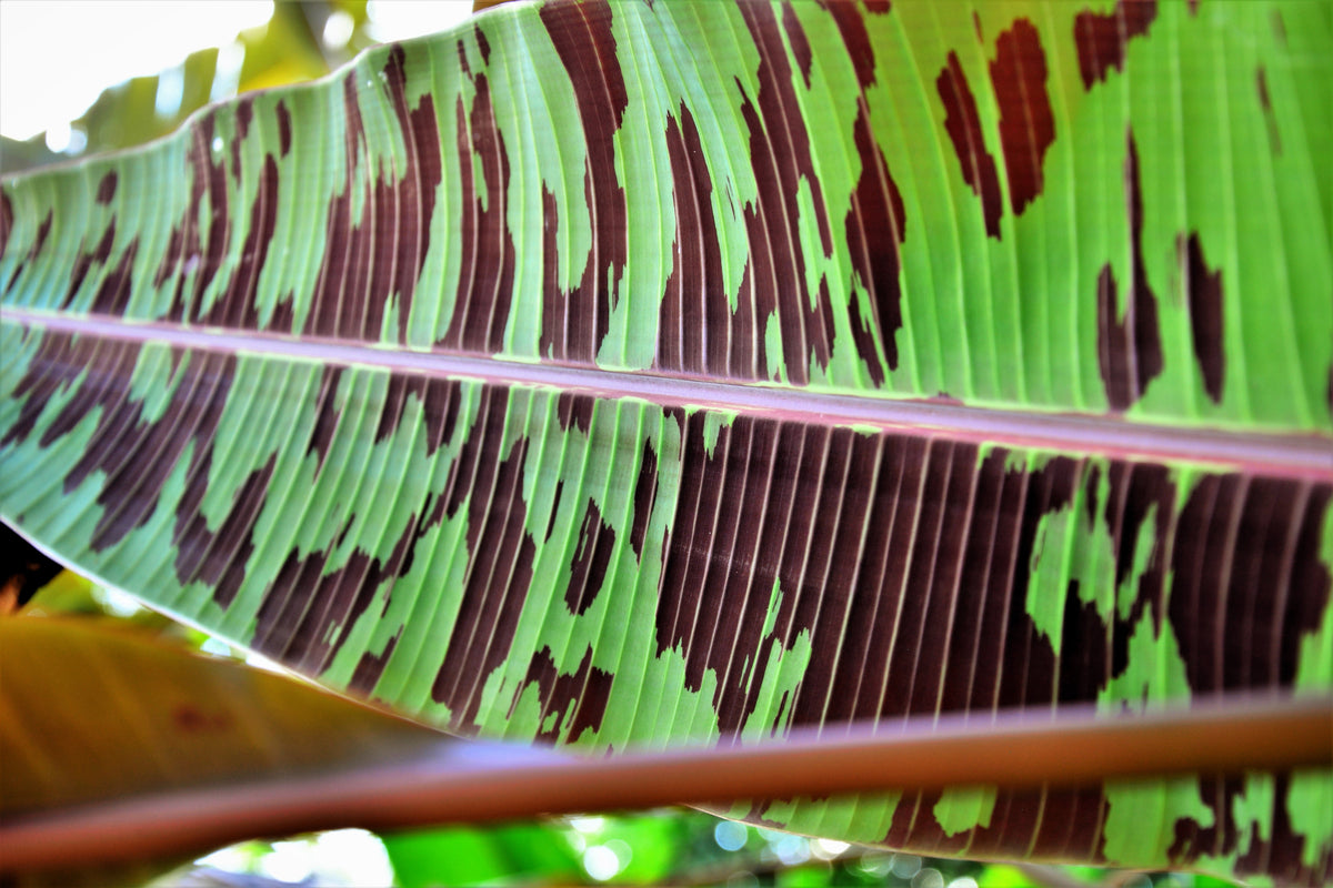 5 RED TIGER BANANA Hardy Musa Sikkimensis Bengal Flowering Darjeeling Sikkim Fruit Tree Seeds