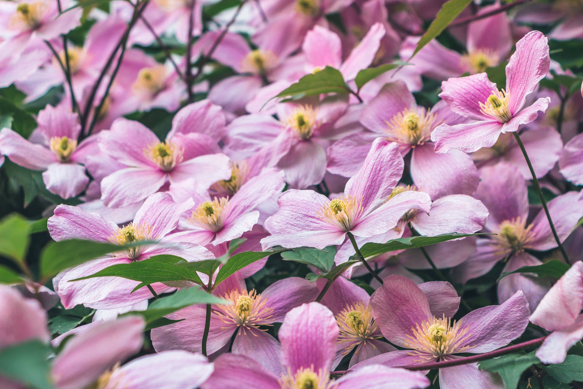 10 MIXED HYBRID CLEMATIS Hybrida Red Purple Pink Blue Bicolor Flower Vine Seeds