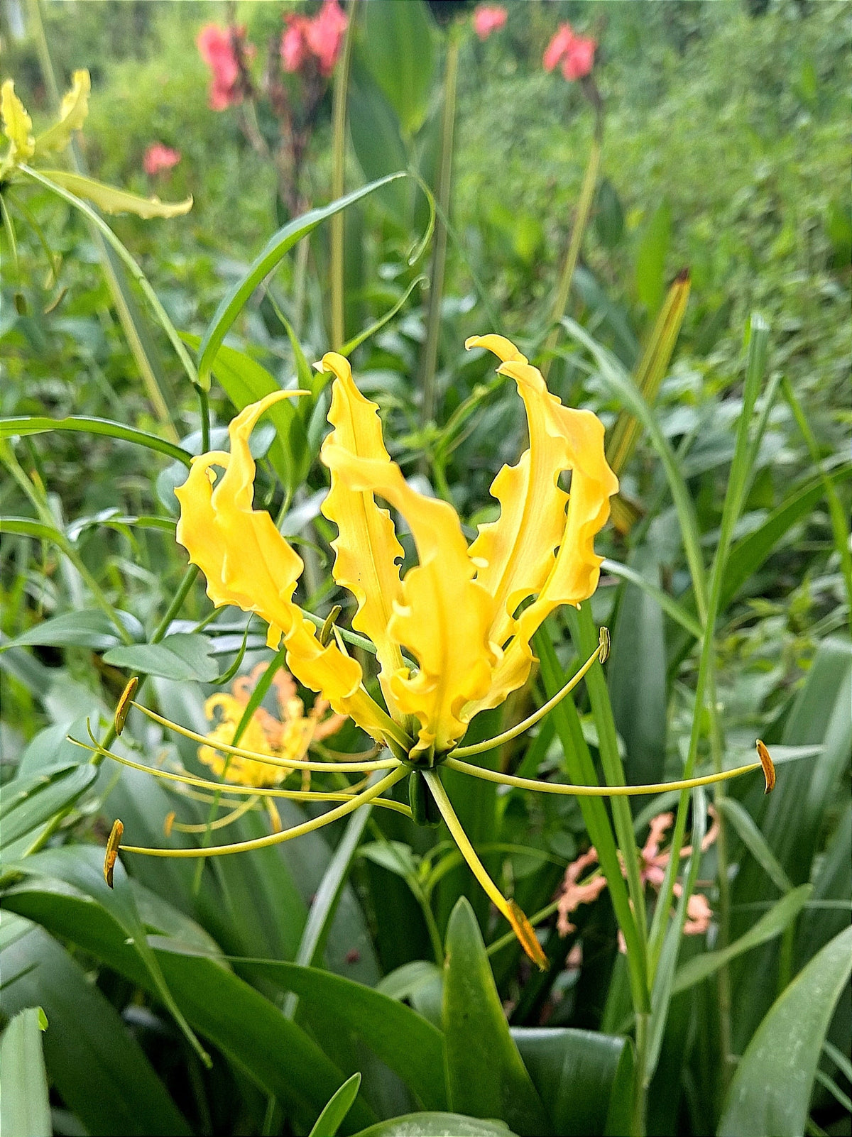 10 YELLOW GLORIOSA LILY Flame Lily Gloriosa Lutea Flower Vine Seeds