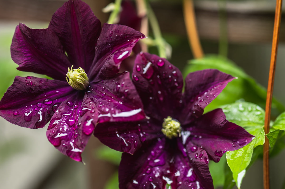 10 MIXED HYBRID CLEMATIS Hybrida Red Purple Pink Blue Bicolor Flower Vine Seeds