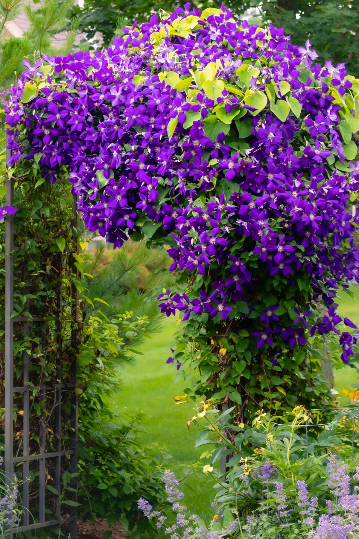 10 MIXED HYBRID CLEMATIS Hybrida Red Purple Pink Blue Bicolor Flower Vine Seeds