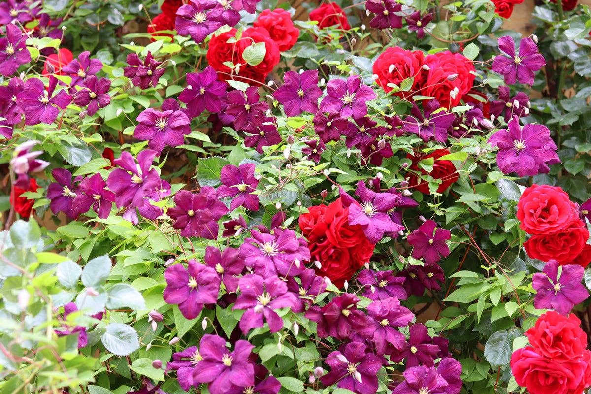 10 MIXED HYBRID CLEMATIS Hybrida Red Purple Pink Blue Bicolor Flower Vine Seeds