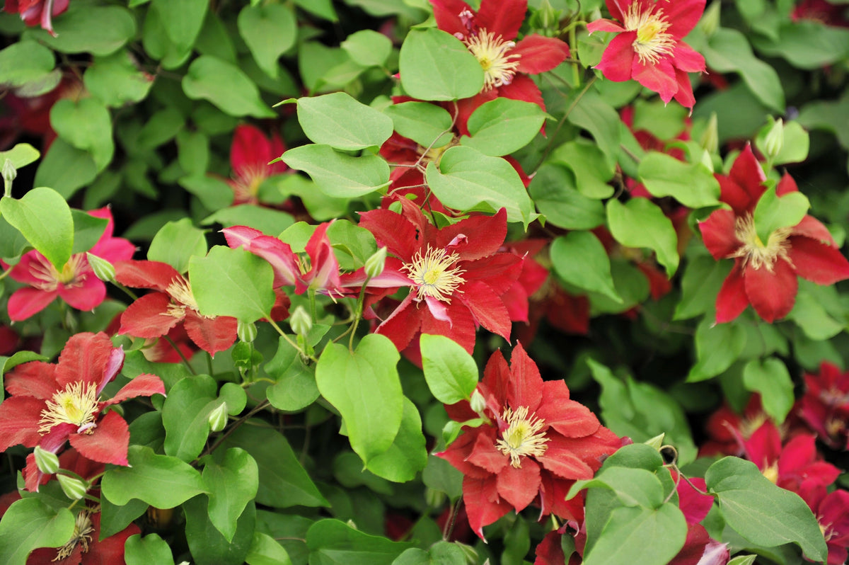 10 MIXED HYBRID CLEMATIS Hybrida Red Purple Pink Blue Bicolor Flower Vine Seeds