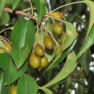 plant pear seeds Dusky Pear Tree Seeds – Shortcake Farms
