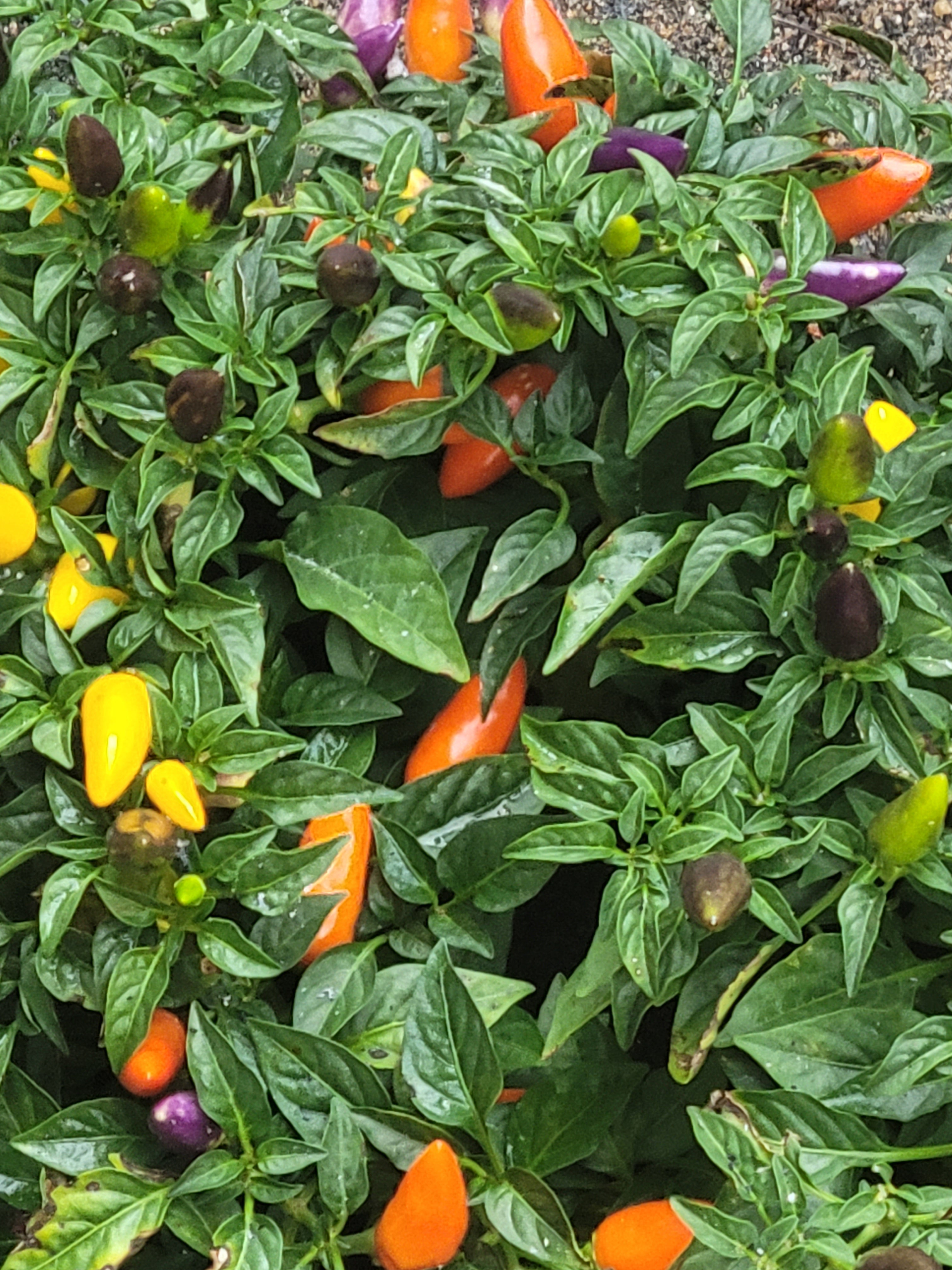 ornamental pepper plant seeds Aurora Pepper Seeds