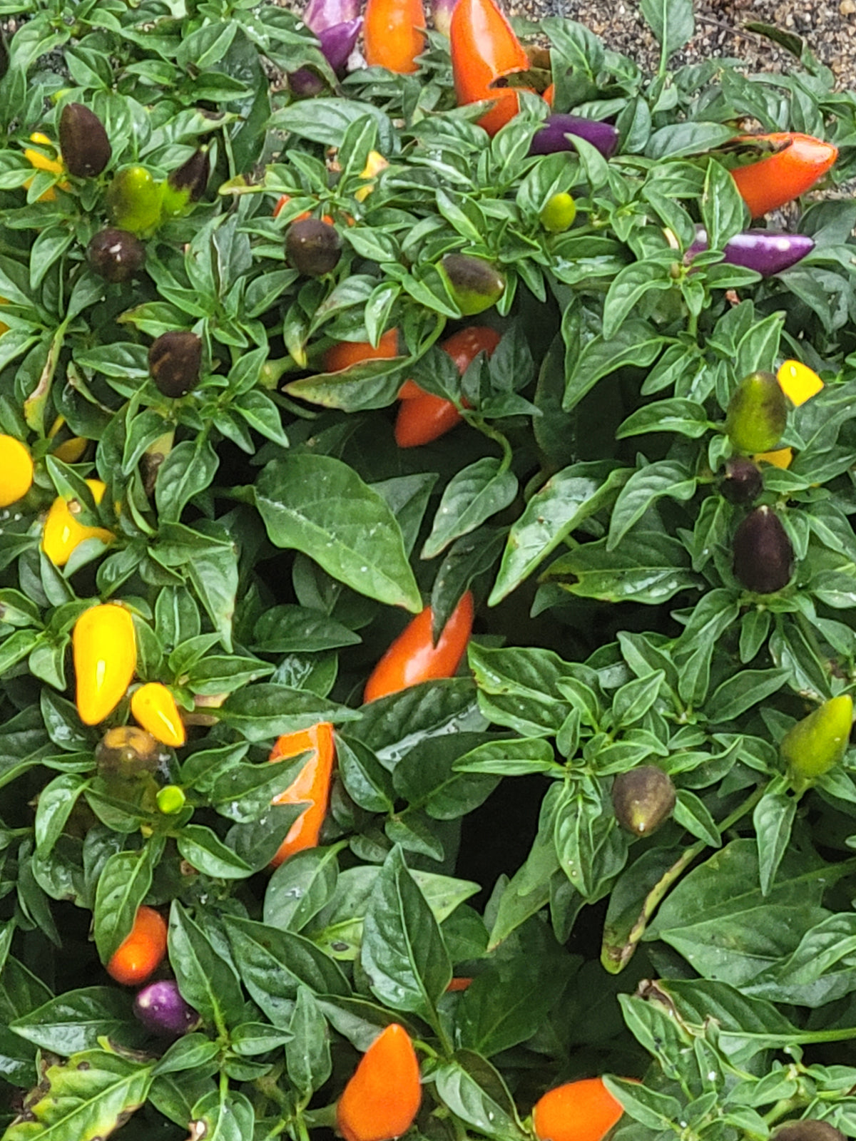 Aurora Pepper Seeds