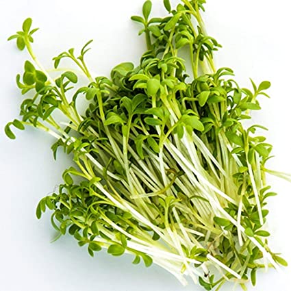 Organic Curled Cress
