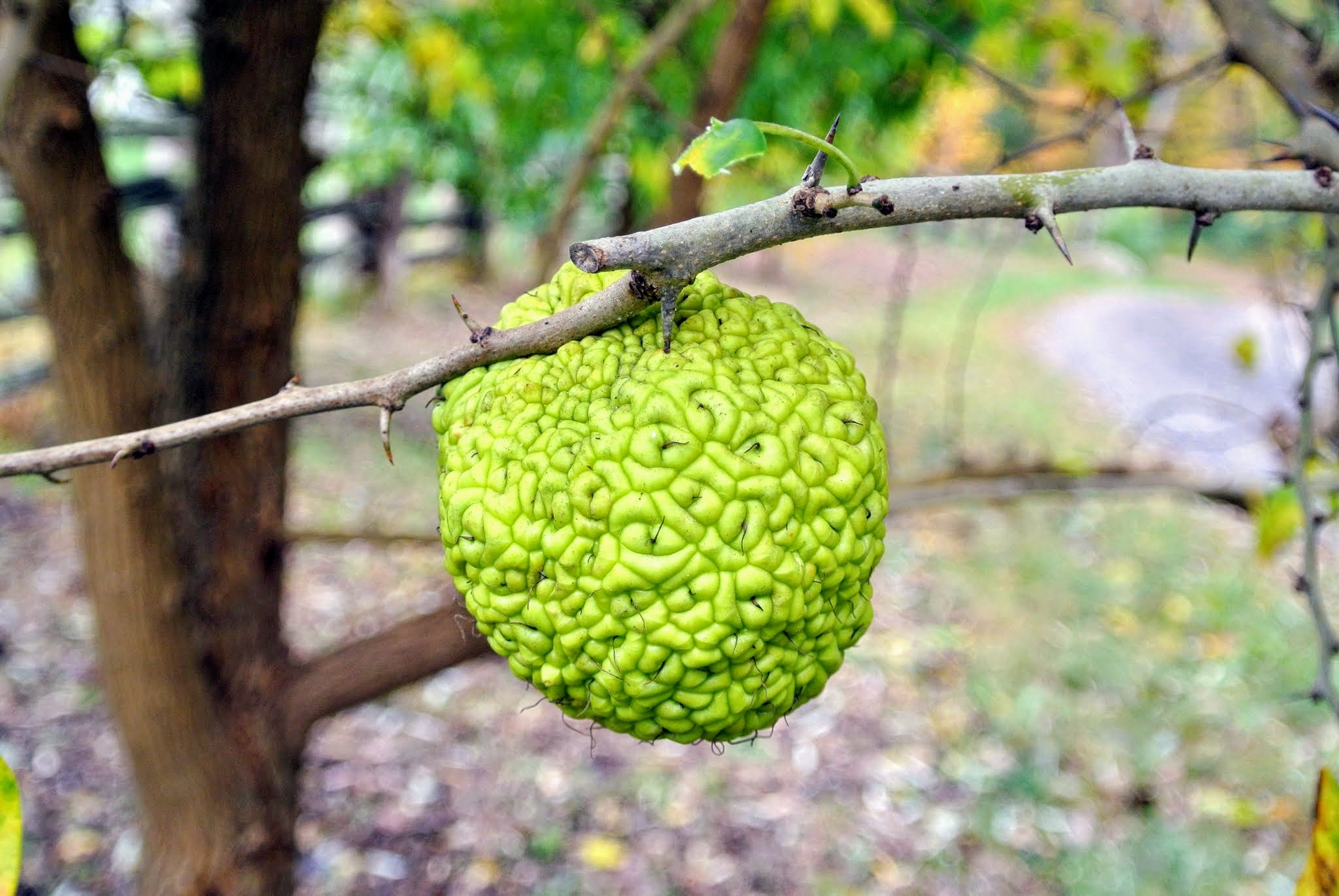 planting osage orange seeds Osage Orange Tree Seeds