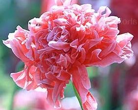 Heirloom Organic Antique Shades Peony Poppy