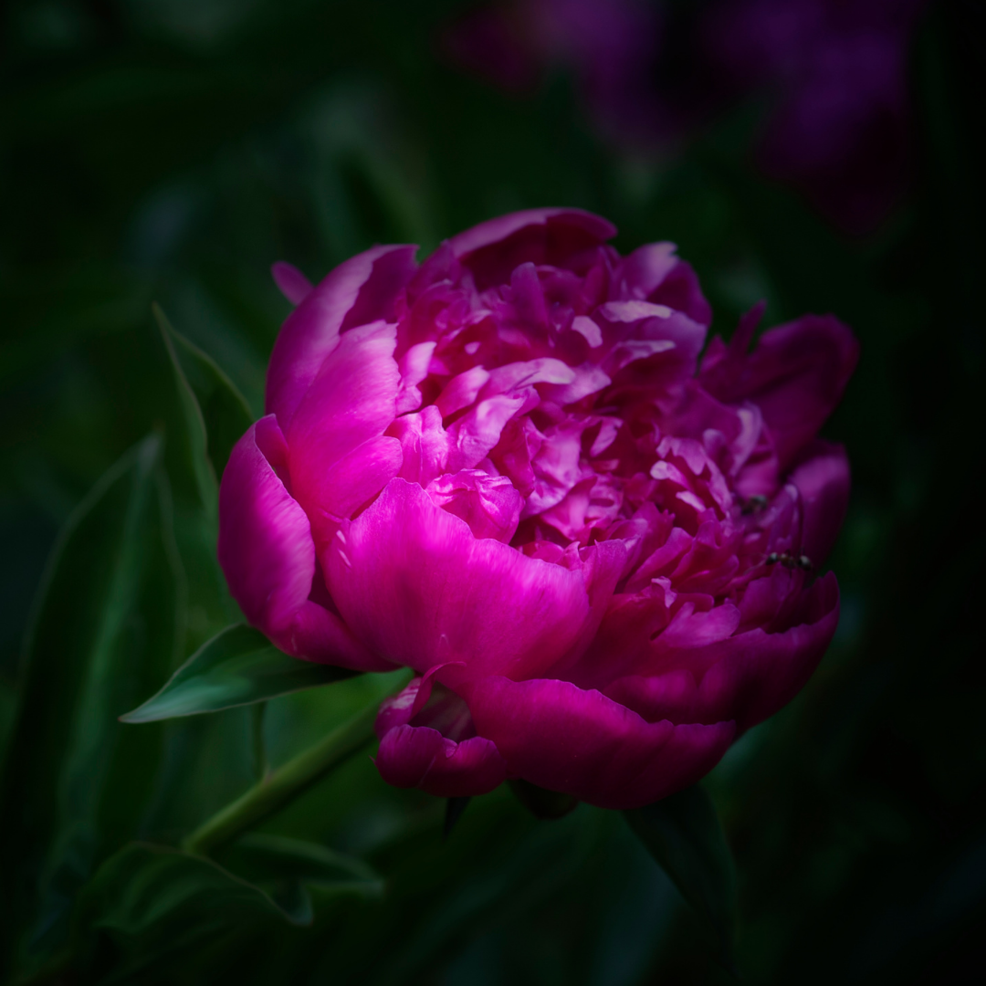 Organic Rare Purple Peony Poppy Seeds