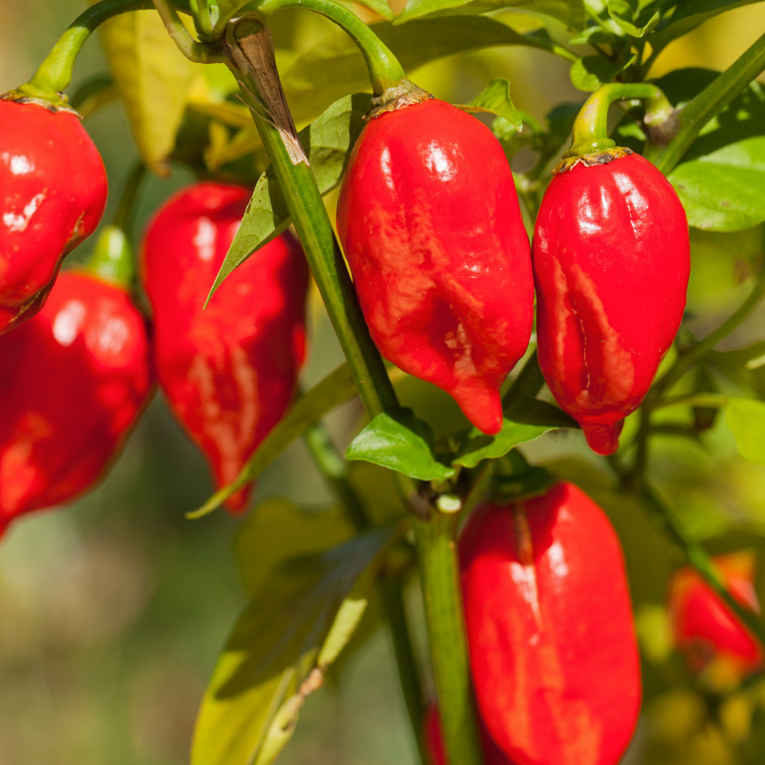 ghost pepper seeds for planting Bhut Jolokia/Ghost Pepper Seeds – Shortcake Farms