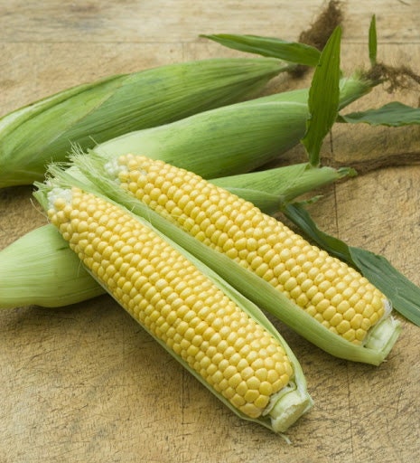 Heirloom Organic Golden Cross Bantam Sweet Corn Seeds