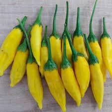 Rare Heirloom Organic Lemon Dream Sweet Pepper Seeds