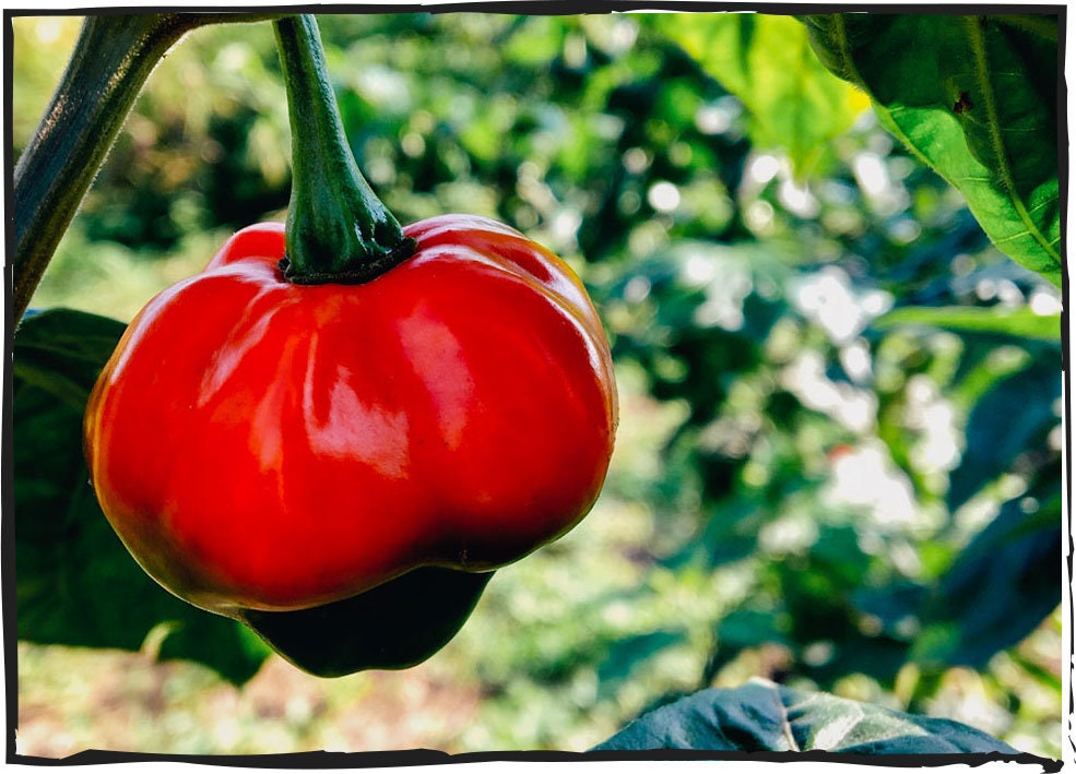 Heirloom Organic Red Scotch Bonnet Seeds (Aka Bonney Peppers, Caribbean Red Peppers)