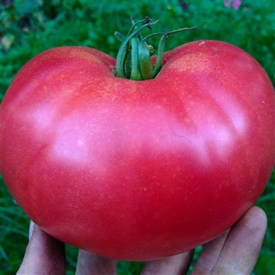 VERY RARE Organic Heirloom Rose De Summer Tomato Seeds