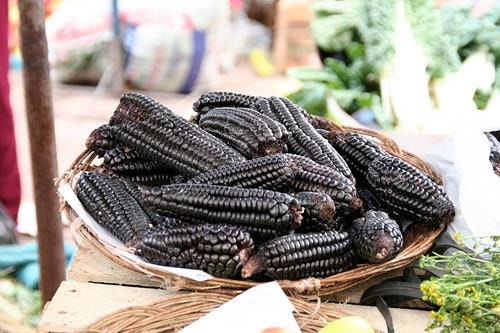 RARE (NATIVE AMERICAN) Heirloom Organic Black Aztec Corn Seeds (Black Mexican Corn) Seeds