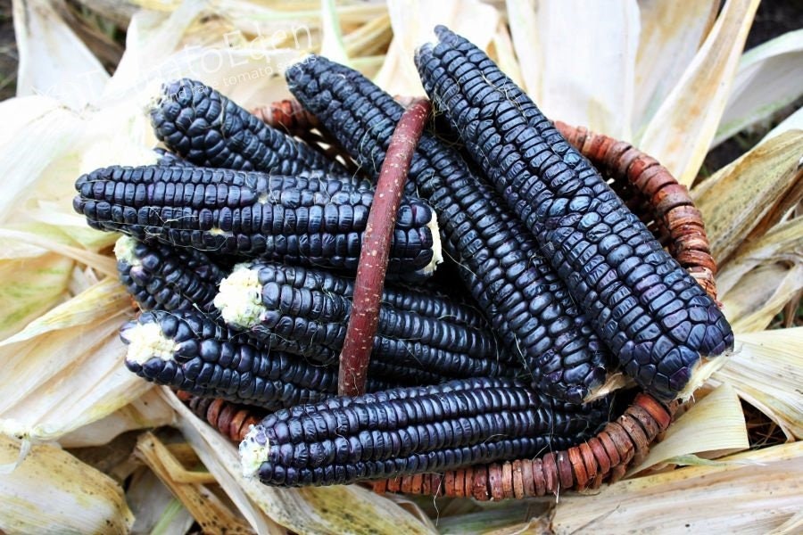 RARE (NATIVE AMERICAN) Heirloom Organic Black Aztec Corn Seeds (Black Mexican Corn) Seeds