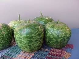 RARE Heirloom Organic Apple Gourd Seeds