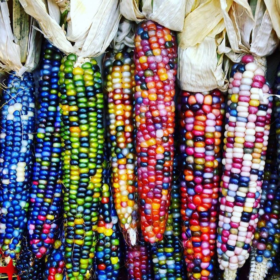 indian corn seeds for planting Heirloom Organic Indian Corn Seeds (Aka Glass Gem Corn)