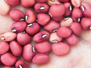 endangered plant seeds SUPER RARE ENDANGERED Torkuviahe Bean Seeds **Endangered plant species