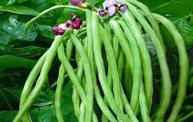 endangered plant seeds RARE Endangered Cynthia Bean (COWPEA) Seeds Extremely RARE Endangered Plant Species