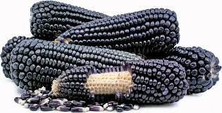 RARE (NATIVE AMERICAN) Heirloom Organic Black Aztec Corn Seeds (Black Mexican Corn) Seeds