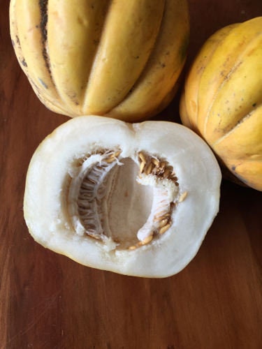 endangered plant seeds RARE Endangered Zapotillo Melon Seeds Super RARE Endangered Plant Species