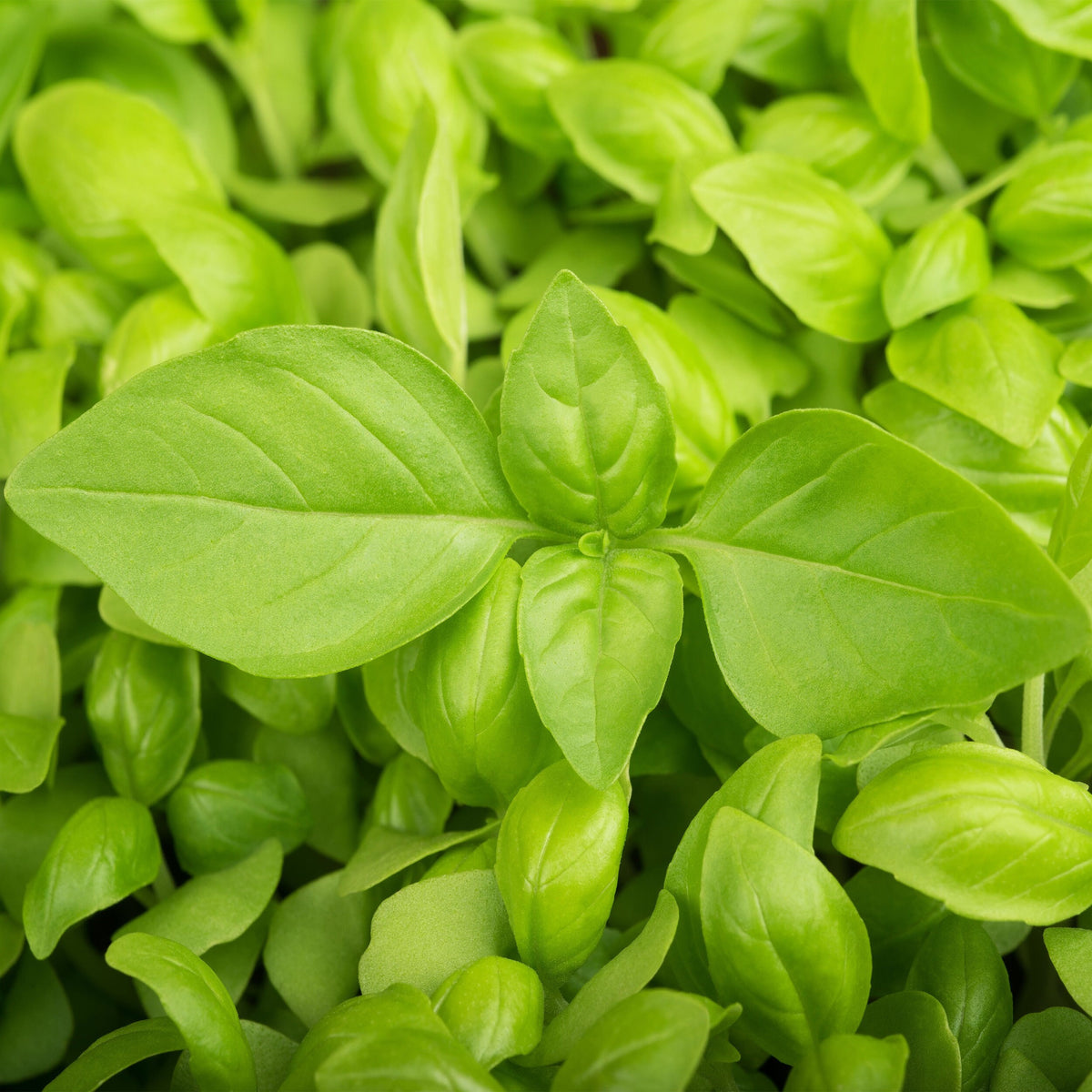 Heirloom Organic Lemon Basil Seeds