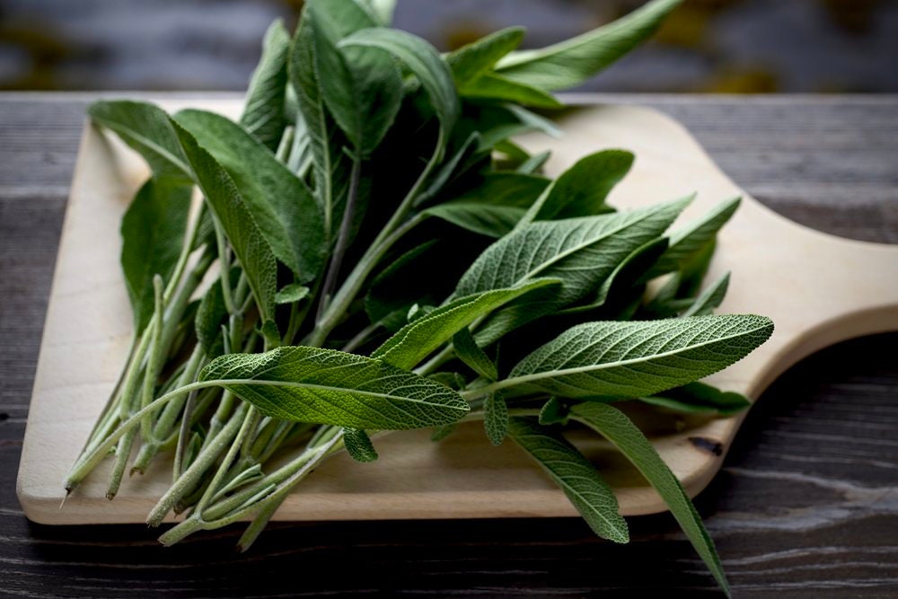 Heirloom Organic Sage Seeds Aka Salvia Officinalis Medicinal Herbs, Garden Sage, Smudging, Green Sage, Common Sage, Smudge sticks