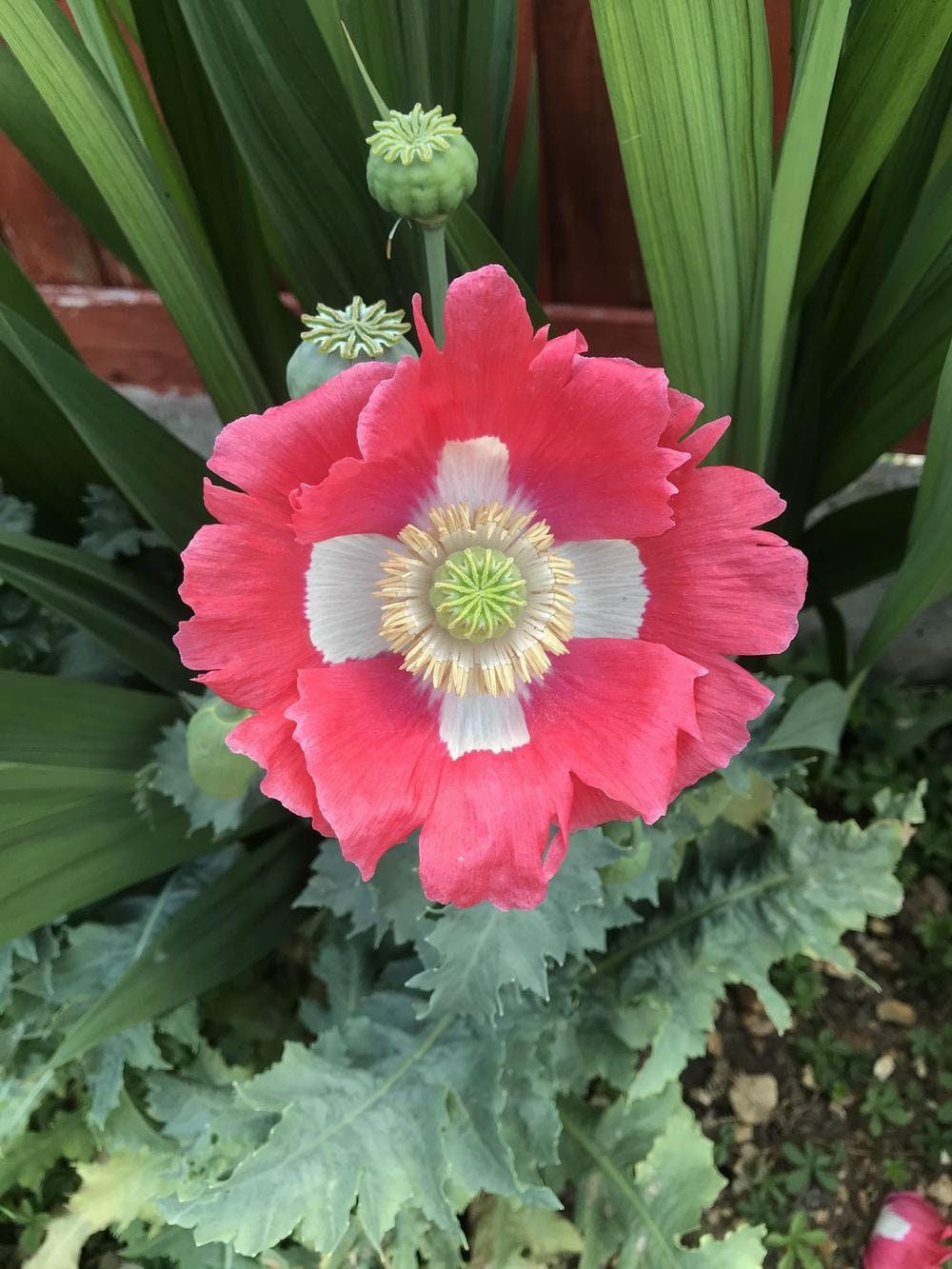 papaver somniferum seeds to plant Heirloom Organic Hens and Chicks Poppy Seeds Aka Hen and chick papaver somniferum, Bread seed opium poppies