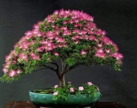 mimosa acacia bonsai tree Organic Mimosa Tree Seeds aka Silk tree, Albizia julibrissin, Silky acacia, Persian silk tree, Pink Silk dwarf bonzai or giant ornamental!