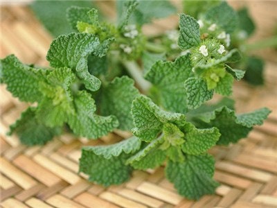 Heirloom Organic White Horehound Seeds aka Marrubium vulgare medicinal herb seeds
