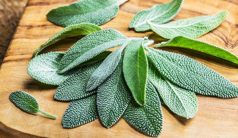 Heirloom Organic Sage Seeds Aka Salvia Officinalis Medicinal Herbs, Garden Sage, Smudging, Green Sage, Common Sage, Smudge sticks