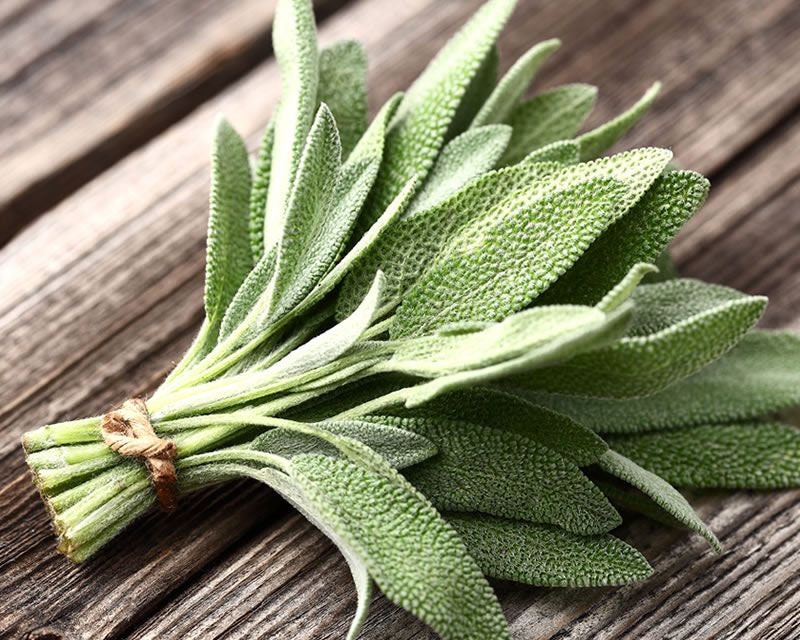 Heirloom Organic Sage Seeds Aka Salvia Officinalis Medicinal Herbs, Garden Sage, Smudging, Green Sage, Common Sage, Smudge sticks
