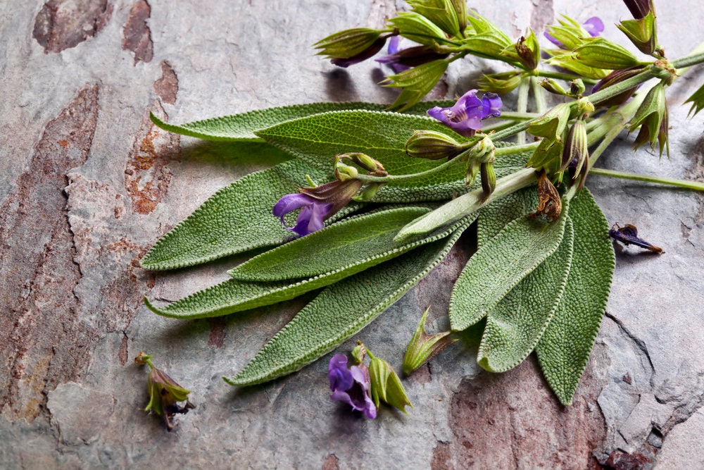 sage garden seeds Heirloom Organic Sage Seeds Aka Salvia Officinalis Medicinal Herbs, Garden Sage, Smudging, Green Sage, Common Sage, Smudge sticks