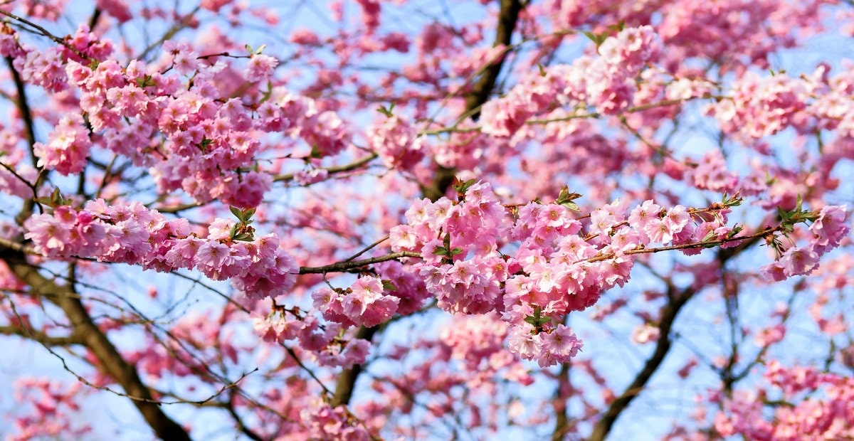 Organic Bing Cherry Tree Seeds aka Prunus avium Bing, !Seeds for the beautiful Fruit tree with the amazing and beautiful cherry blossoms!