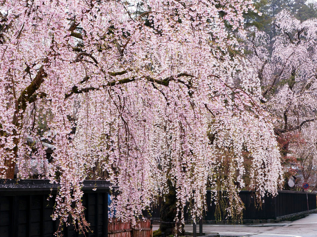 Organic Bing Cherry Tree Seeds aka Prunus avium Bing, !Seeds for the beautiful Fruit tree with the amazing and beautiful cherry blossoms!
