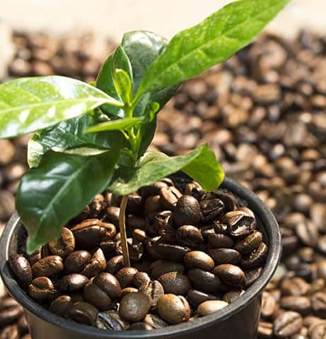 coffee plant seed Organic Coffee Bean Tree Seeds Arabica perfect office or house plants! seedlings available check website for details
