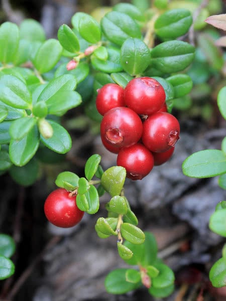 Heirloom Organic Cranberry Bush Seeds aka Cranberries Tree seeds, Cranberry Shrub Seeds