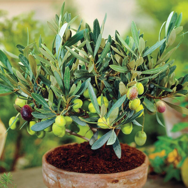 buy olive seeds for planting Heirloom Organic Olive Tree Seeds Great as indoor office plant or beautifying your yard or grow your own olives or make your own olive oil!