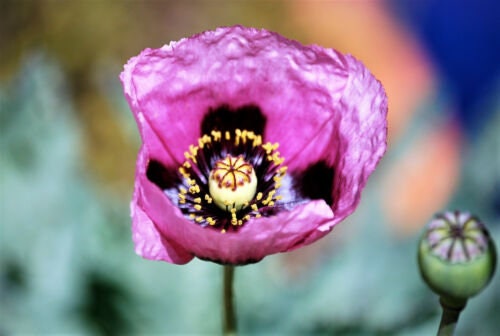 poppy flower seeds bulk Hungarian Blue Breadseed poppy Seeds Aka Papaver somniferum L. , bulk poppy Seeds , Antique Poppies, Heirloom and Organic