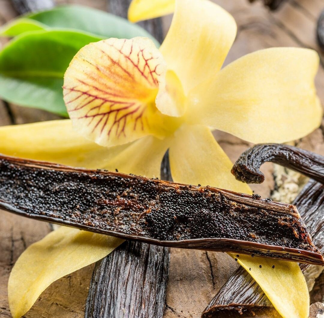 plant orchid seeds Heirloom Organic Vanilla VineVanilla planifolia Seeds !Vanilla bean Or – Shortcake Farms