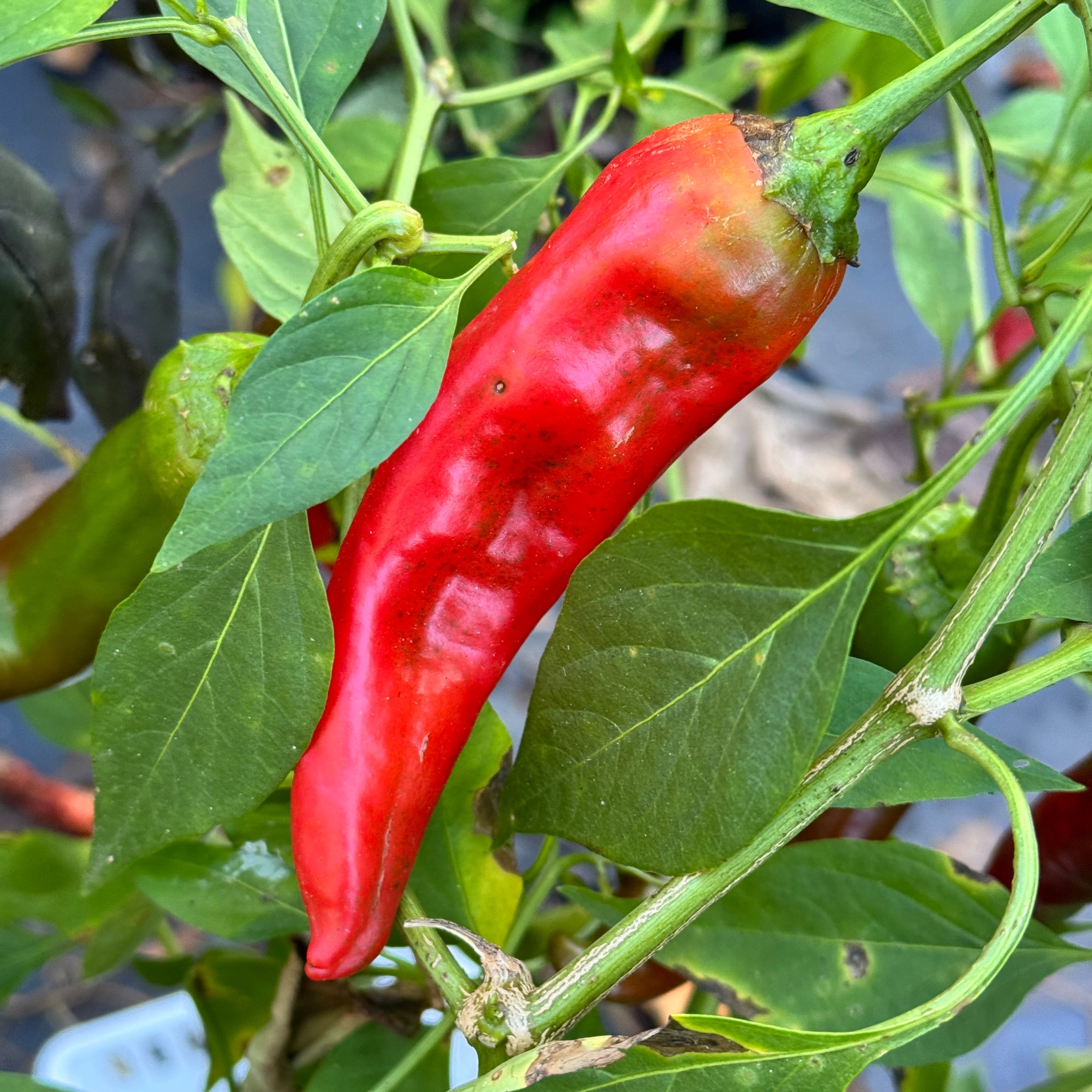 Hatch Red Hot - Sandia Hot  - Seeds
